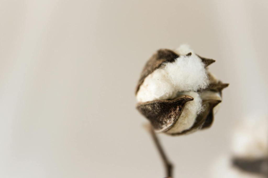 Morning Fiber                    The Cotton Conundrum: Organic vs.&nbsp;Conventional