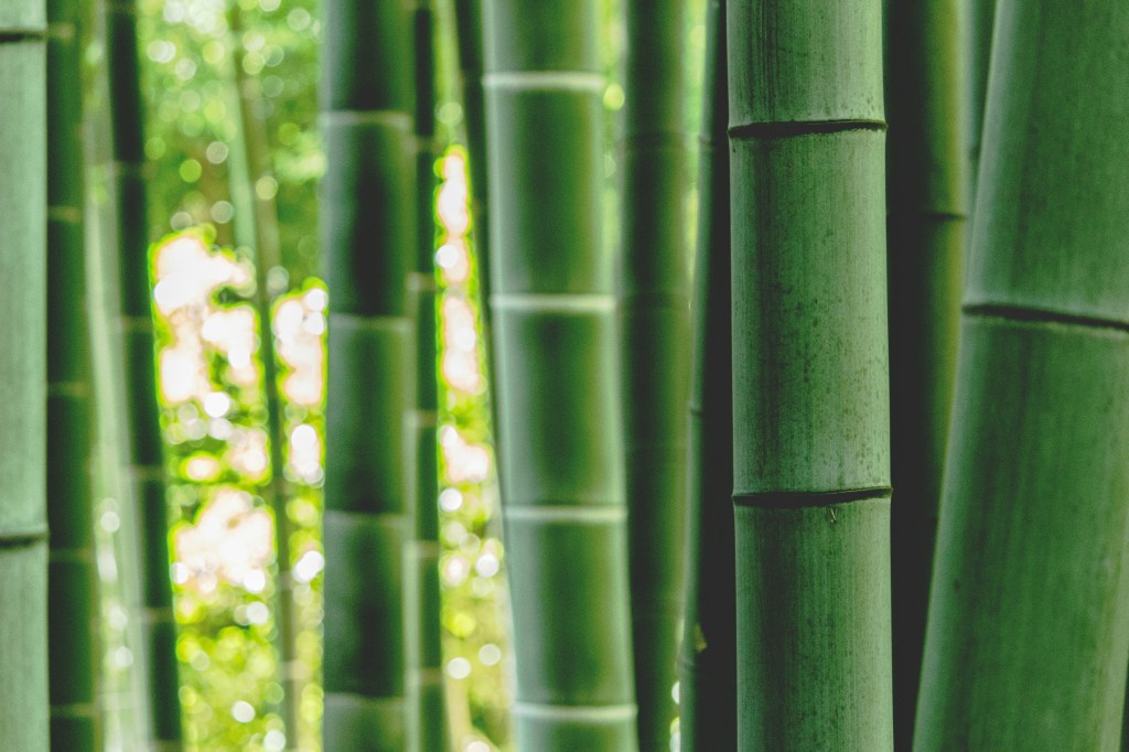 Morning Fiber: Is Bamboo Truly&nbsp;Eco-Friendly?