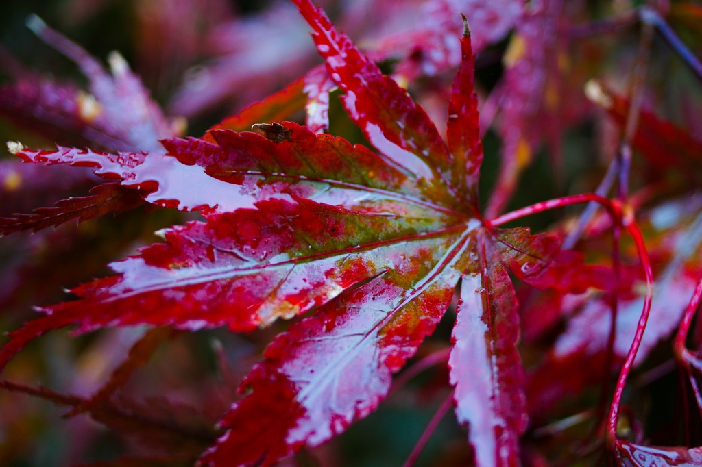7 Reasons to Embrace the ‘Leave the Leaves’ Ethos for a Healthier&nbsp;Yard